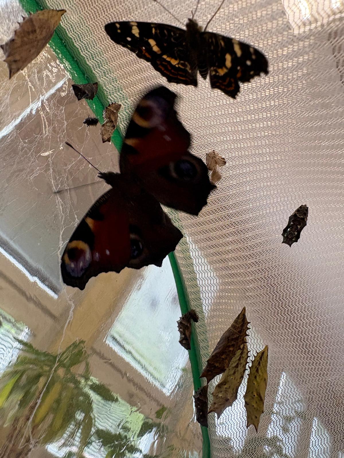 Obrázek WhatsApp, 2025-09-05 v 16.11.02_9beb8e37