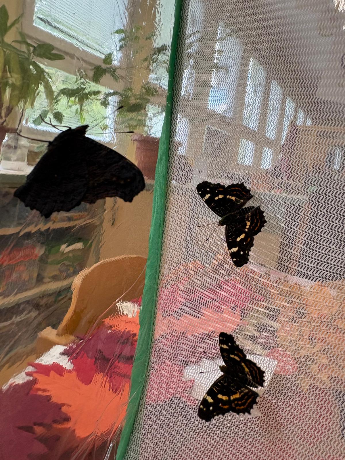 Obrázek WhatsApp, 2025-09-05 v 16.11.02_7581e34d