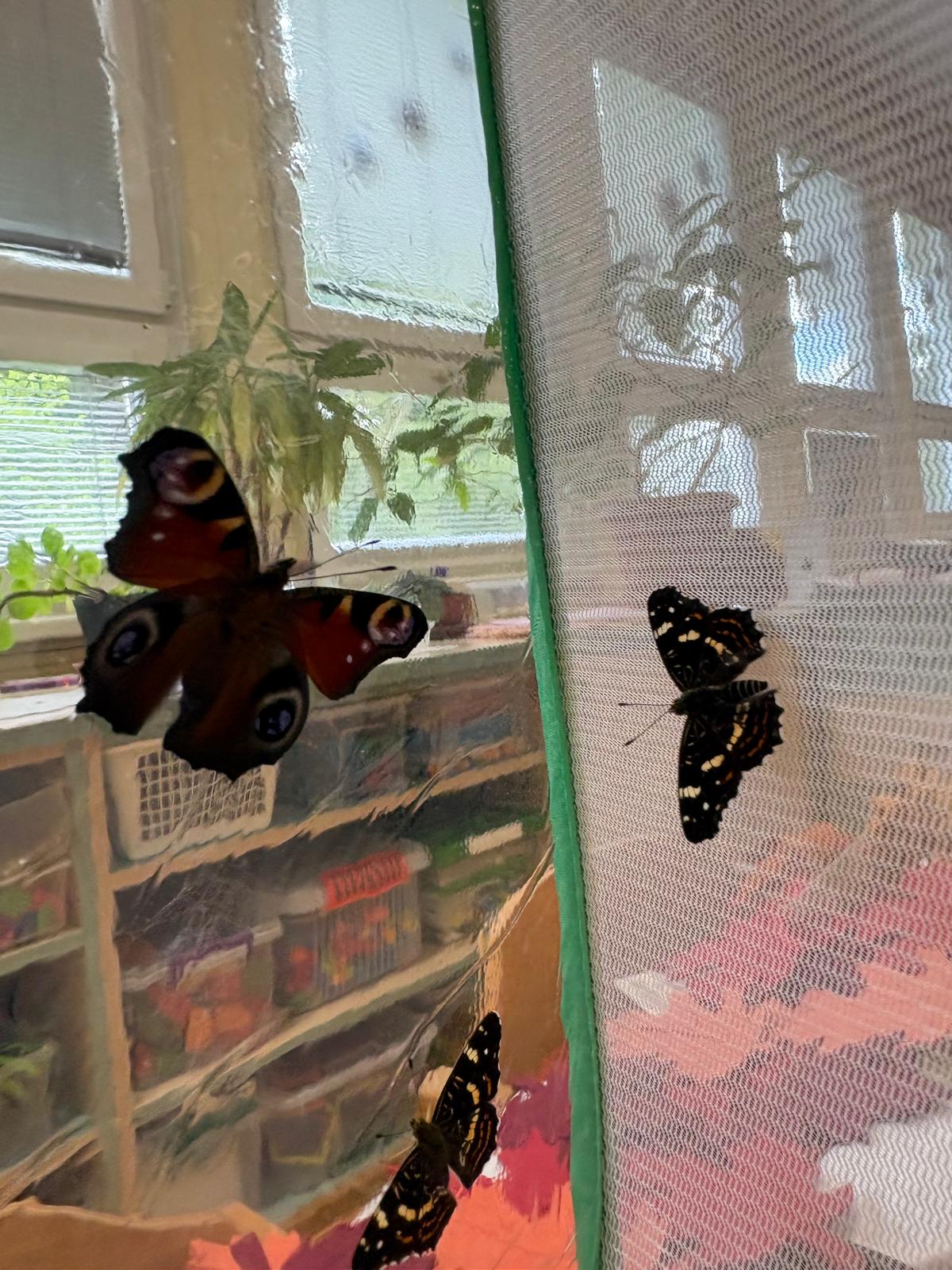 Obrázek WhatsApp, 2025-09-05 v 16.11.02_943234b3