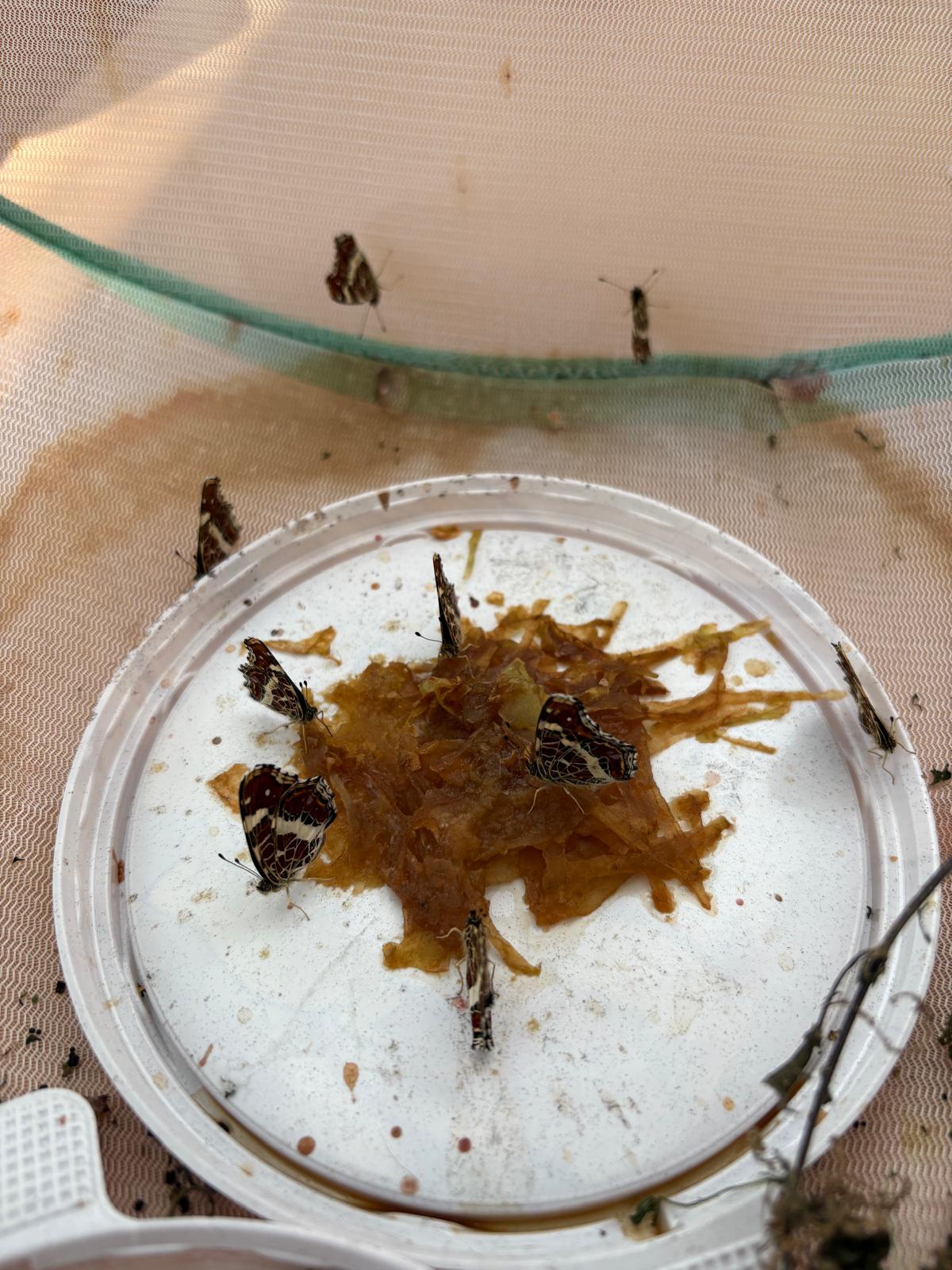 Obrázek WhatsApp, 2025-09-08 v 08.56.58_bd039a04