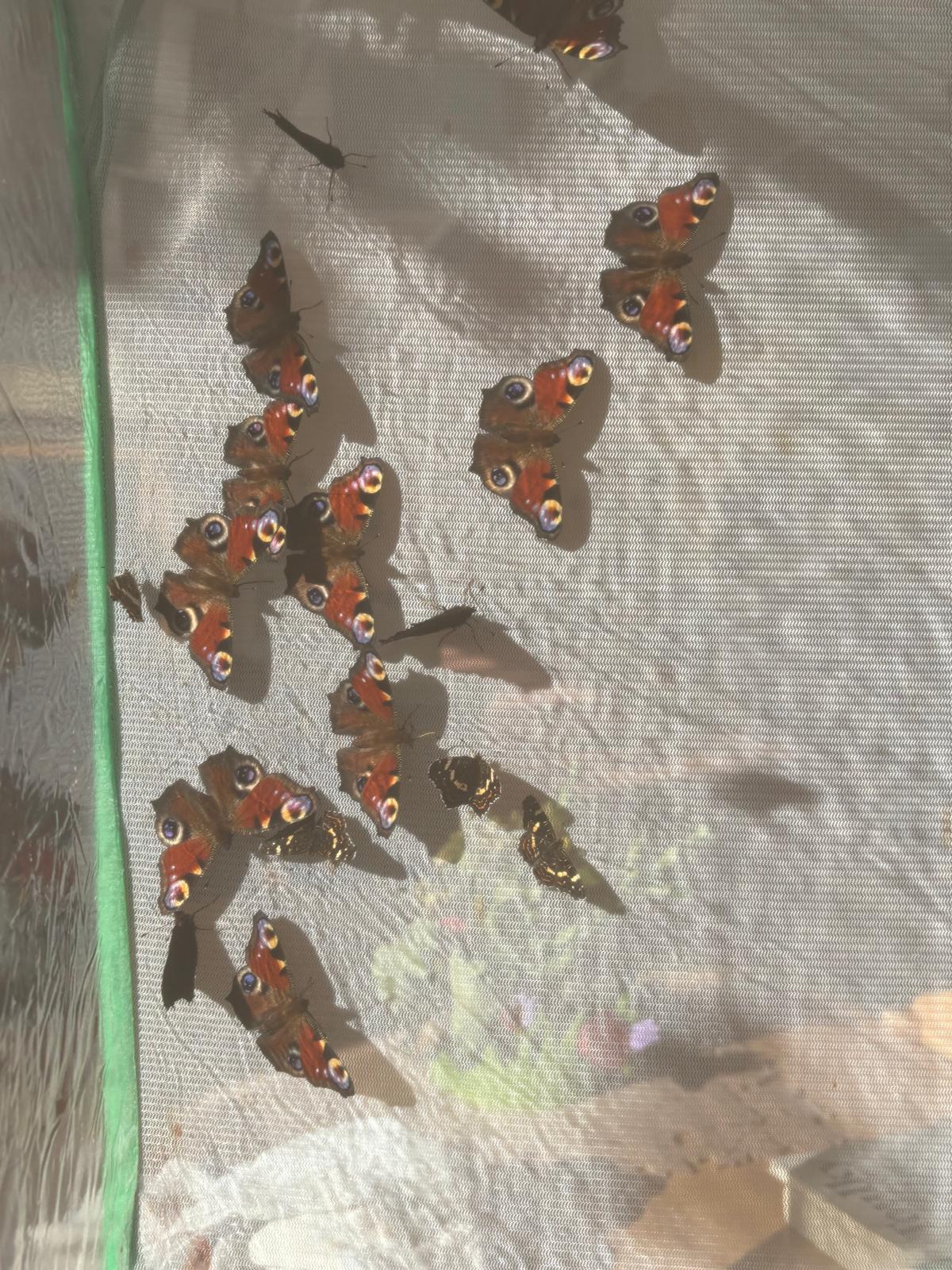 Obrázek WhatsApp, 2025-09-09 v 09.15.18_f5e862fd